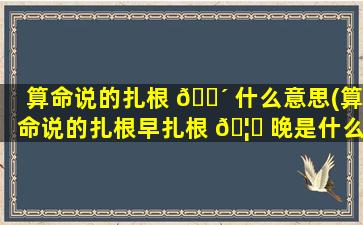 算命说的扎根 🐴 什么意思(算命说的扎根早扎根 🦉 晚是什么意思)